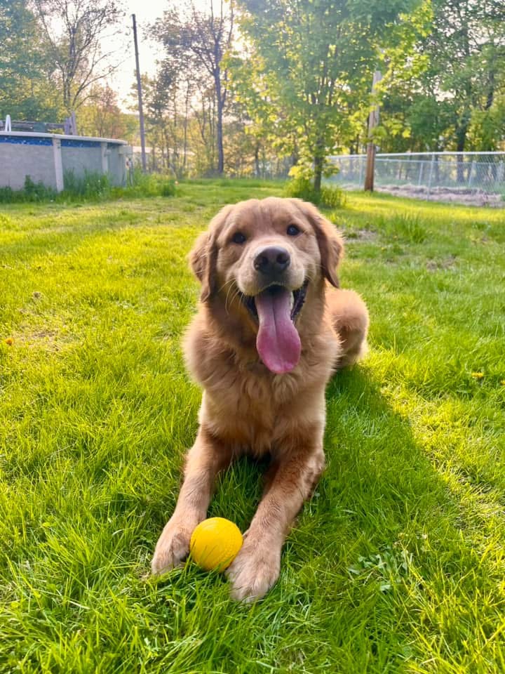 Gus - 2026 Mutt Madness Winner